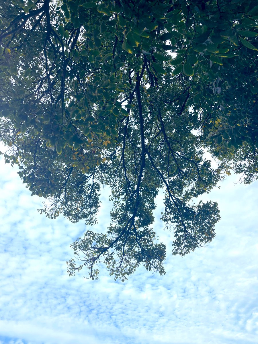 kimdaikon's tweet photo. 定点観測。秋空。 https://t.co/HNHPW9hnCD
