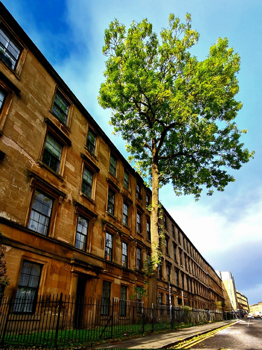 The Argyle Street Ash Tree in Glasgow looking magnificent in today's early morning sun. Both the tree and the tenements behind it date from around 1850.

#glasgow #finnieston #argylestreet #argylestreetashtree #urbantree #urbantrees #glasgowtrees #ashtree #lonetree