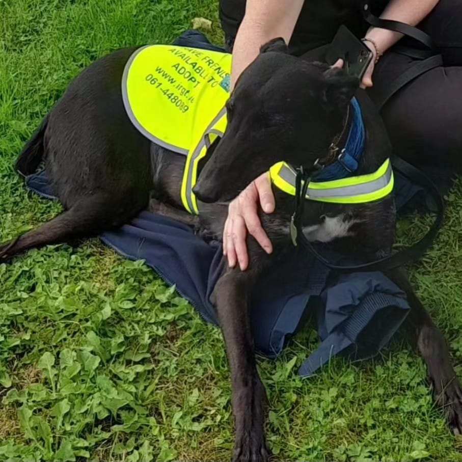 Shelbourne Park Greyhound Stadium (@shelbournepark) on Twitter photo 🐶 Could Sergio be Ireland's Next Top Madra?
<a href="/IRGT_Greyhounds/">IRGT - Irish Retired Greyhound Trust</a> Ambassador Sergio is in the final 20 of Ireland's Next Top Madra competition. Fantastic to see a Retired Greyhound pet on the list 💕
Vote: bit.ly/3ZNxMw1
#ThisRunsDeep #GreyhoundsAsPets #GoGreyhoundRacing 🐶 Could Sergio be Ireland's Next Top Madra?
<a href="/IRGT_Greyhounds/">IRGT - Irish Retired Greyhound Trust</a> Ambassador Sergio is in the final 20 of Ireland's Next Top Madra competition. Fantastic to see a Retired Greyhound pet on the list 💕
Vote: bit.ly/3ZNxMw1
#ThisRunsDeep #GreyhoundsAsPets #GoGreyhoundRacing