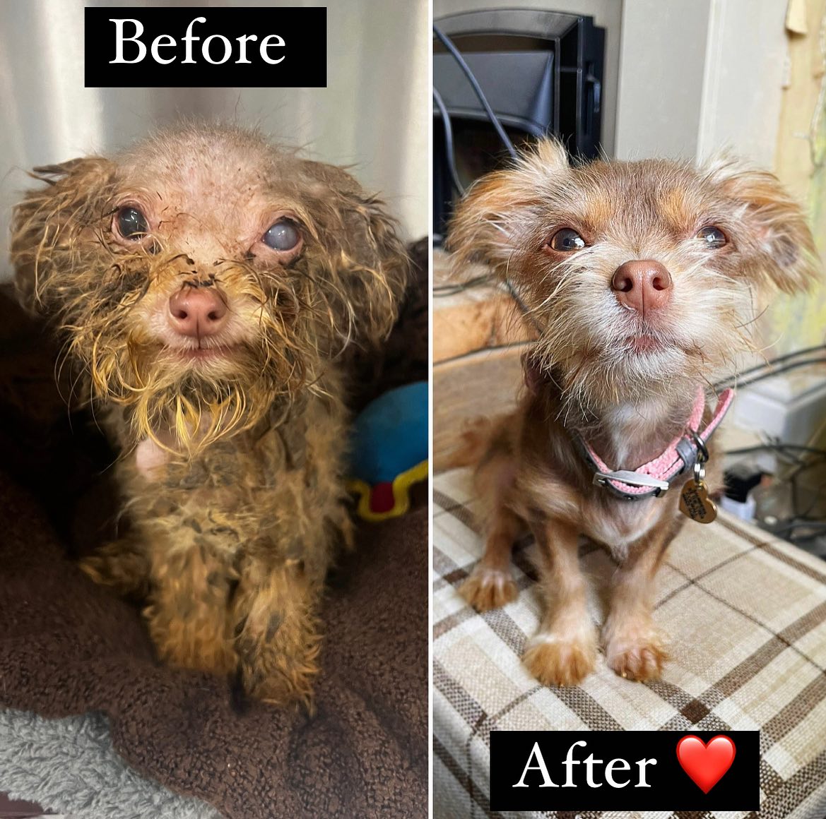 Fish4Dogs.com tweet media