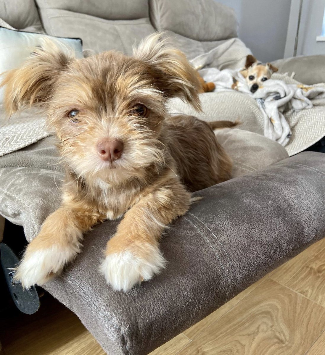 Fish4Dogs.com tweet media