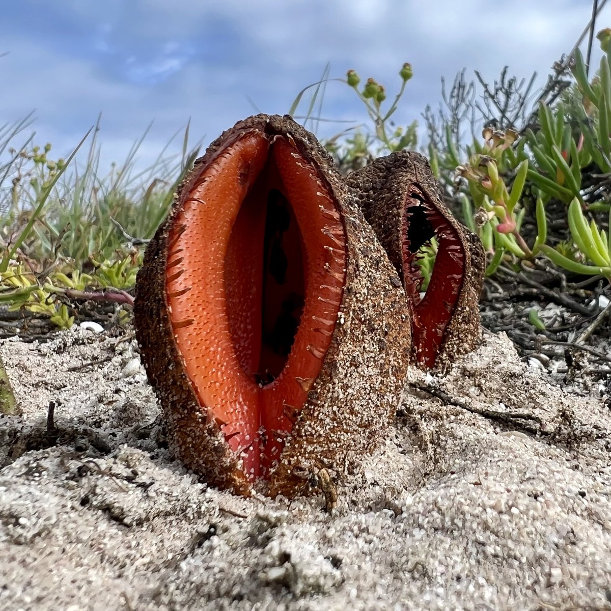 Jakkalskos

Hydnora africana is a holoparasitic plant (not fungus). It produces no chlorophyll & is entirely dependent on a host plant. In place of roots it feeds off of its host via a special structure called a haustorium. This species parasitises on Euphorbias.