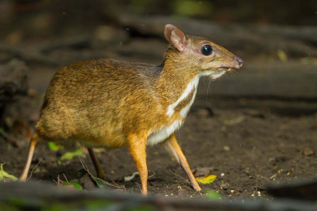 Have you seen this tiny animal before?
Imagine a deer, the size of hare, it’s Chevrotain. #DYK  that chevrotains are preyed upon by many different animals due to their small size. Chevrotains are also very shy and often graze alone, only coming together to mate. 
 #ExploreRER