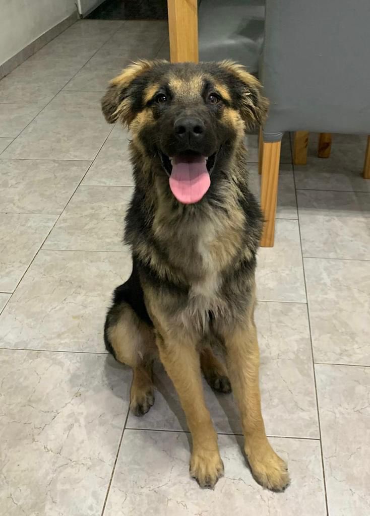 lagarzasosa_'s tweet photo. El es Rolo un maravilloso ejemplar cruza de perro con oso hormiguero, tiene 4 meses y se encuentra desparasitado y vacunado, esta en adopción con seguimiento 
Lo llevamos a CABA y GBA 
Queres adoptarlo? Escribime!
Misionsolidariatwitter@gmail.com asunto: rolo peluche https://t.co/t8AqPEvETT