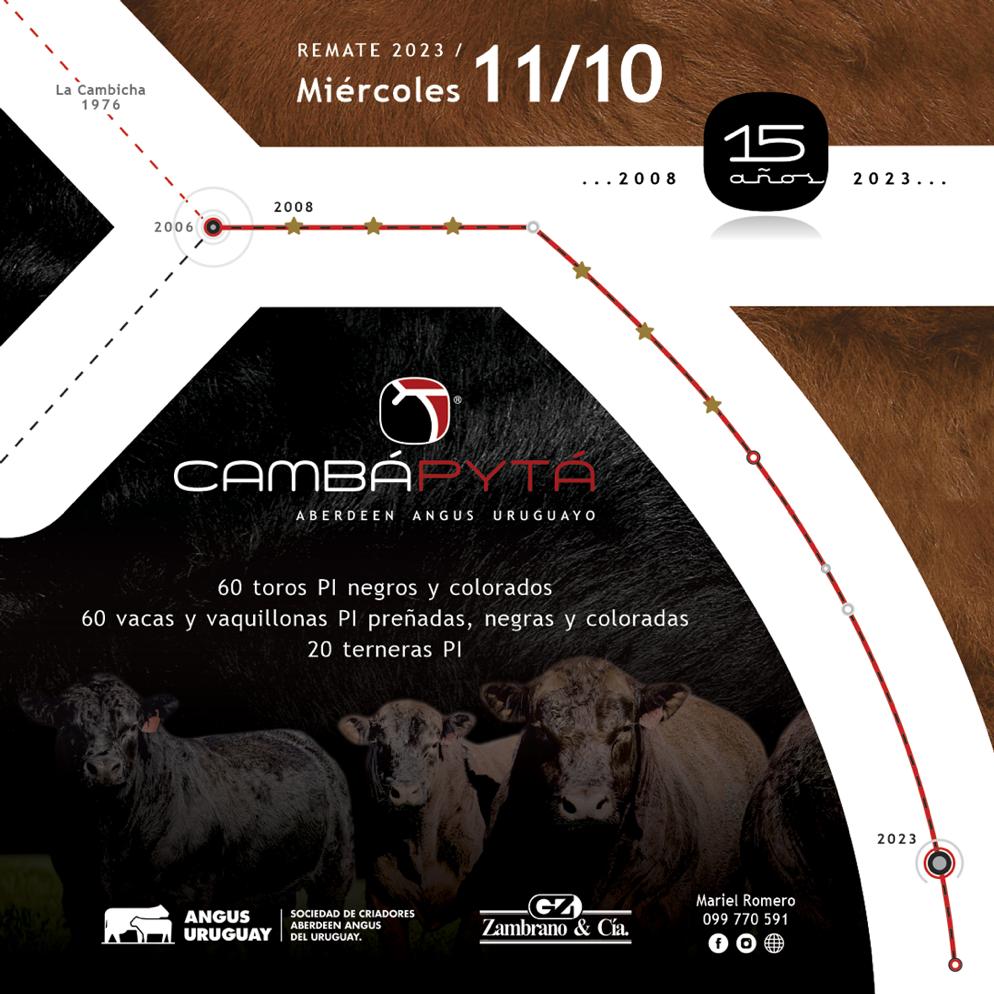 HOY‼️ #ZambranoRemata
Angus Camba Pytá en Artigas

19:00Hs en vivo por TV y web 

56 Toros Angus PI
68 Vientres Angus PI
Flete Gratis para toda la oferta

Preoferte y gane 3% de descuento adicional acortar.link/uBO7v6

Consultas 📲 098884529
<a href="/AngusCambaPyta/">Cabaña CambáPytá</a> 

#zafradetoros