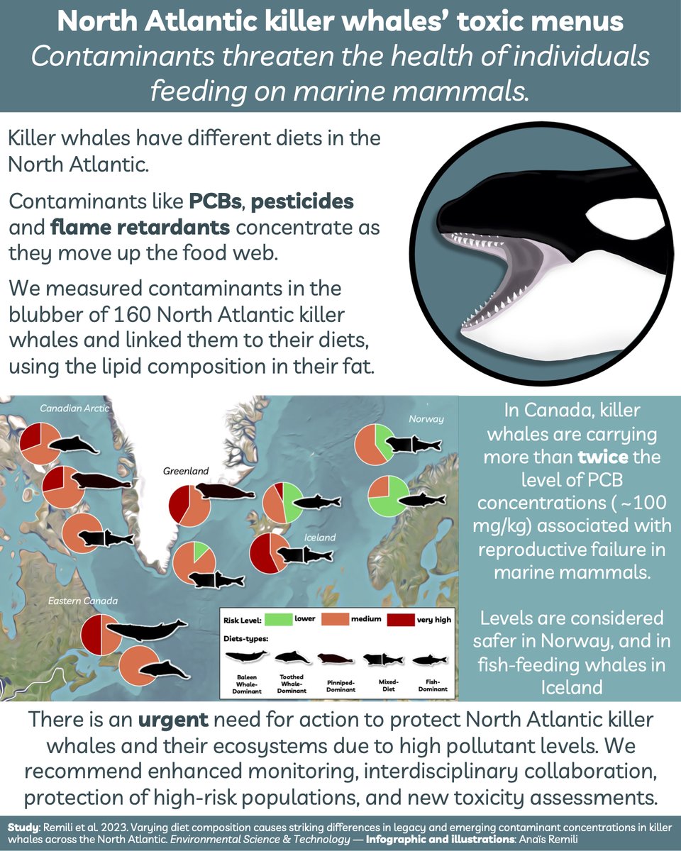 🚨NEW PAPER ALERT🚨 We reveal enormous amounts of legacy and emerging contaminants in North Atlantic killer whales. These concentrations are directly linked to diet preferences and threaten the health of marine mammal-eating killer whales: doi.org/10.1021/acs.es… (1/6)