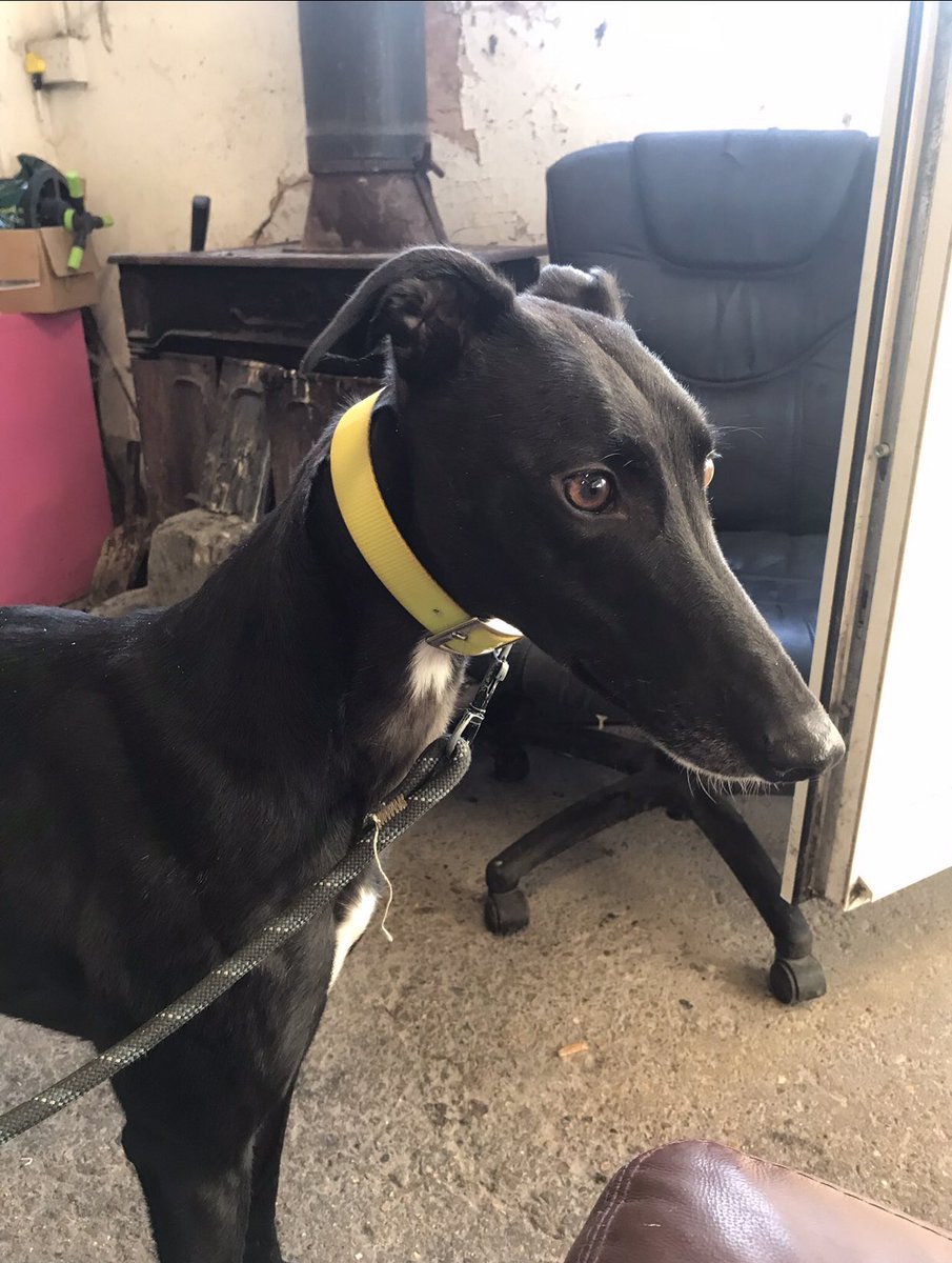 johnrack's tweet image. Just had the best news ever after a few months of heartache finally something good my lil beautiful baby girl is in pup exciting times ahead so happy gorn my lil girl 💥💥💥#butdarewasfour I can’t wait