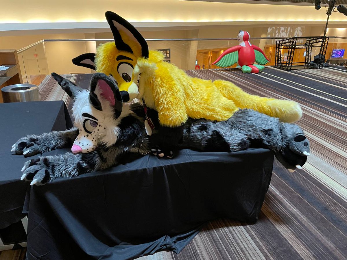 Nugget The Fox tweet media