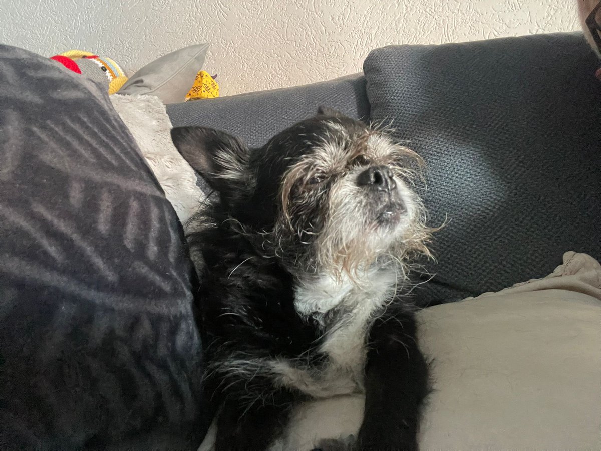 happymar1's tweet image. Yesterday my dog child Paco passed away 🥲 my buddy for 12 years is in dog heaven now He stepped over the rainbow 🌈. My Chihuahua’s who thought he was a Pitbull. Now it’s quiet in our home we are so sad . Paco thank you for you’re unconditional love ❤️ #dogheaven