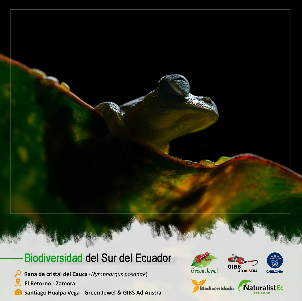 GrupoGreenJewel's tweet photo. BIODIVERSIDAD DEL SUR DEL ECUADOR

🔎: Rana de cristal del Cauca / Nymphargus posadae
🏞️: El Retorno - Zamora
📷: Santiago Hualpa Vega - Green Jewel &amp; GIBS

#BiodiversidadDelSurDelEcuador #GreenJewel #Chelonia #BiodiversidadEc #GIBS #Ranas #CienciaCiudadana #SomosInaturalistEc https://t.co/WDYa3rY6XA
