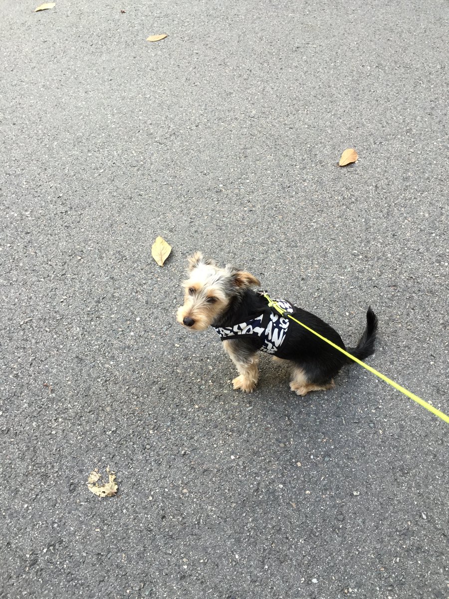 대부분 작업이지만 개인적인 의뢰는 대부분 부모님 사진, 가족 사진, 결혼식 사진들이다. 오늘은 강아지와 가족 사진을 출력한다. 

가족중에 어느덧 한 아이는 떠났고, 다른 아이는 90세정도의 할머니가 되었다. 다같이 키웠던 라이카도 이젠 벌써 할아버지가 될 나이가 되어버려서 얄라에 매일