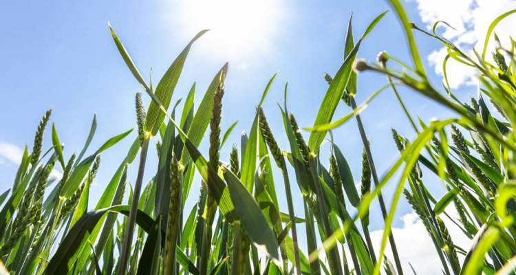 #New 🌱☀️| There is a new photosynthesis institute in Wageningen! The Institute, called Jan IngenHousz, is named after an 18th-century Dutch physician and chemist. What will the plant scientists research there? Find out here! ➡️ bit.ly/48I80gR