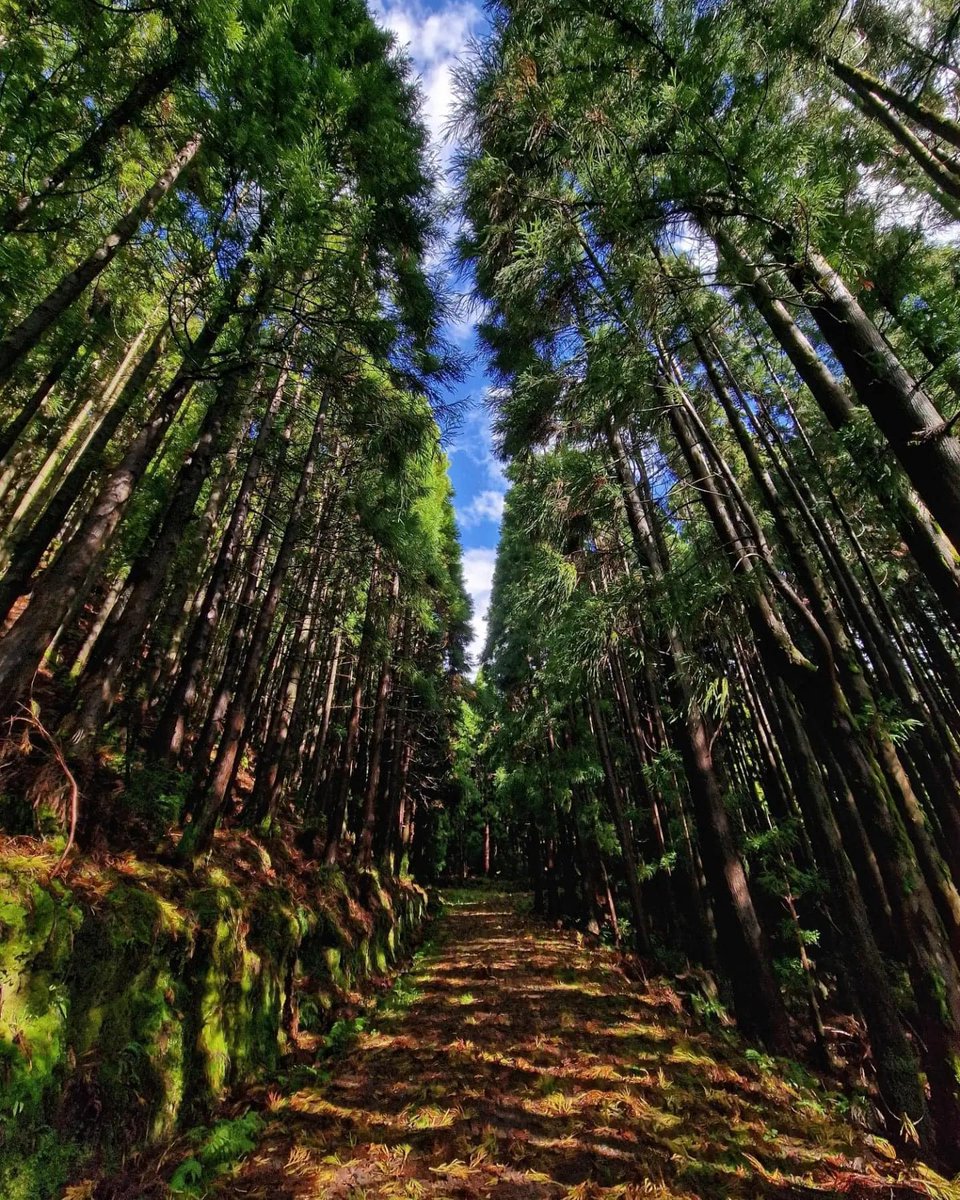 A hiking trail in Terceira, Azores
#azores