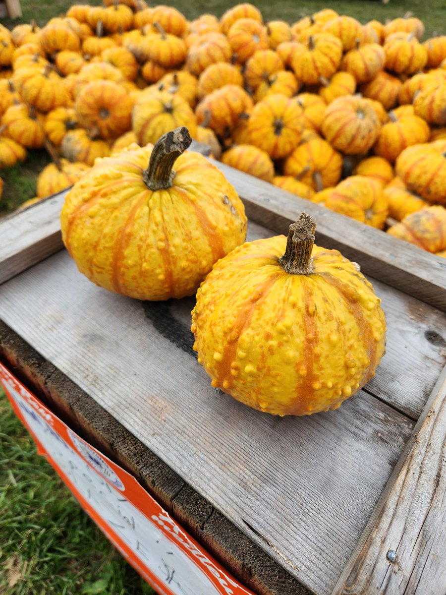 GM Web3! ☀️
I'll take ya to the Pumpkin Patch today! 🎃🤭