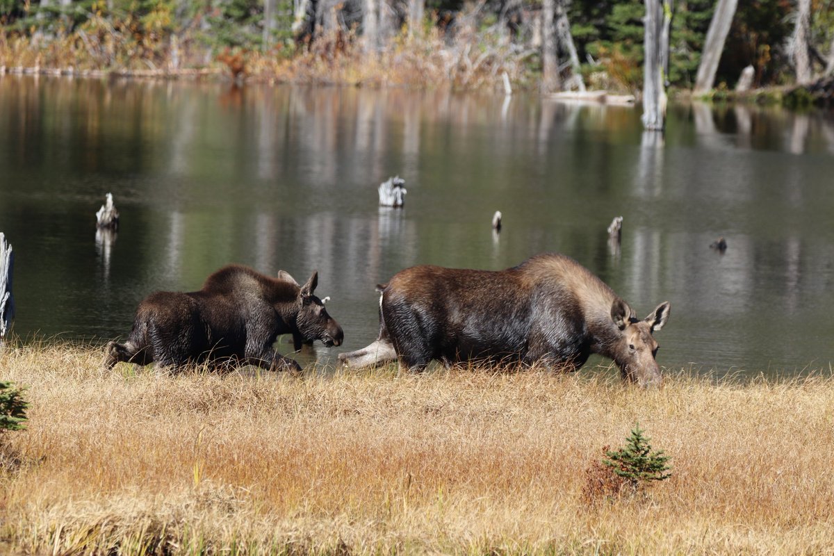 This is just a taste of our week in @glaciermt. Actually, this is just one day of hiking. 13 moose!!!! #glaciermt #recreateresponsibly