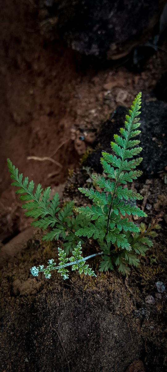 SujayYajus's tweet photo. Leaf 🍃
#photogenic #photography #macro #macrophotography #leaf #green #naturephotography #nature #naturebeauty #greeny https://t.co/4SQ810zWas