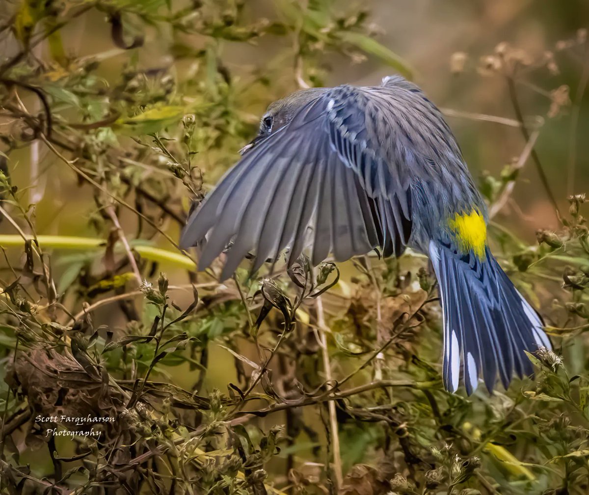 Yellow-rumped Warbler! Scottfa.picfair.com #birds #bird #birdwatching #birdphotography #nature #BirdsOfTwitter #wildlife #wildlifephotography #BirdsSeenIn2023 #wildlifephotograph #NaturePhotography #Twitter #TwitterNatureCommunity #birdphotography