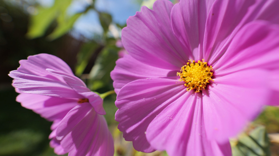 Mit einem Ultraweitwinkel Zoom von 10-18mm ging es für Harald Bauer hoch in die Berge, rein in die Stadt und quer durch die Natur. Ob ihn die kleine Neuheit überzeugen konnte, schildert er in seinem Blogbeitrag.

blog.sigma-foto.de/2023/10/hoch-h…