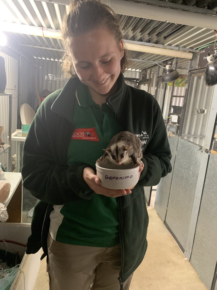 Hi! My name is Gabriela. I'm currently an Honours student <a href="/Flinders/">Flinders University</a> looking at identifying three potential blood parasites in sleepy lizards and understanding if these blood parasites differ across the boundary of two tick species (A. limbatum &amp; B. hydrosauri) at Bundey Bore😁