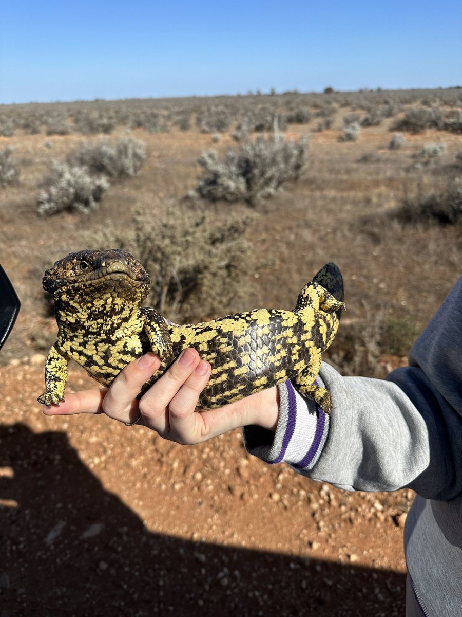 Vonderwall_sci's tweet photo. Sometimes no matter how we hold our lizards they pull the most interesting poses. Think this lil guy was taking inspiration from that Titanic painting scene 😂 
Gotta love field work @LEGS_Lab https://t.co/RTGXai1owv