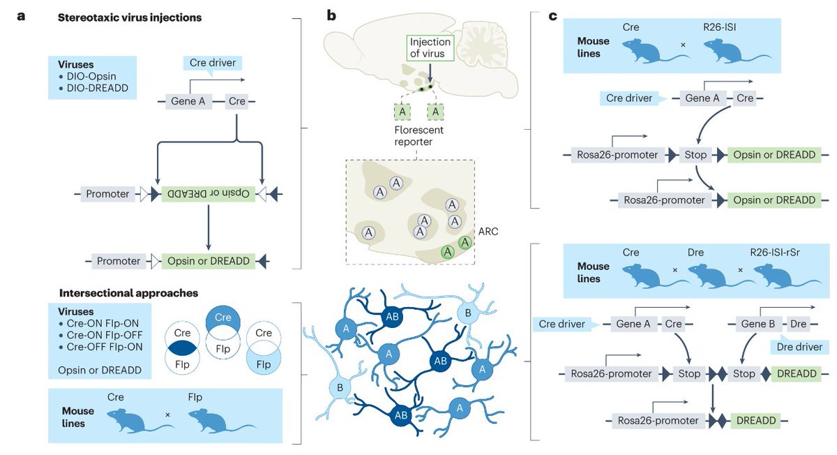 In our November issue, Henning Fenselau and Paul Mirabella outline the use of #neurobiological tools in #metabolism research (£) go.nature.com/3EtTGKP
<a href="/MPI_Metabolism/">Max Planck Institute for Metabolism Research</a> <a href="/Paul_Mirabella_/">Paul Mirabella</a> <a href="/FenselauHenning/">Henning Fenselau</a>