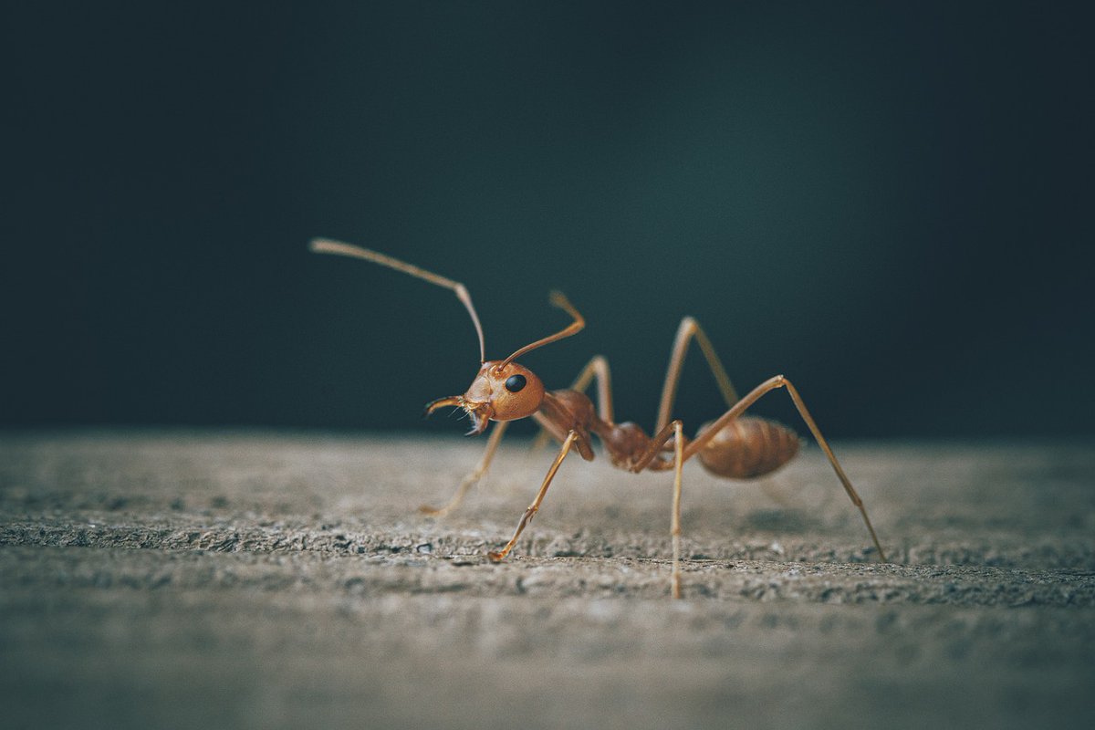 How to Uninvite Your Ant Guests: A Guide That’s as Cheeky as It Is Effective Read here: tipsmatic.com/home/how-to-ge…