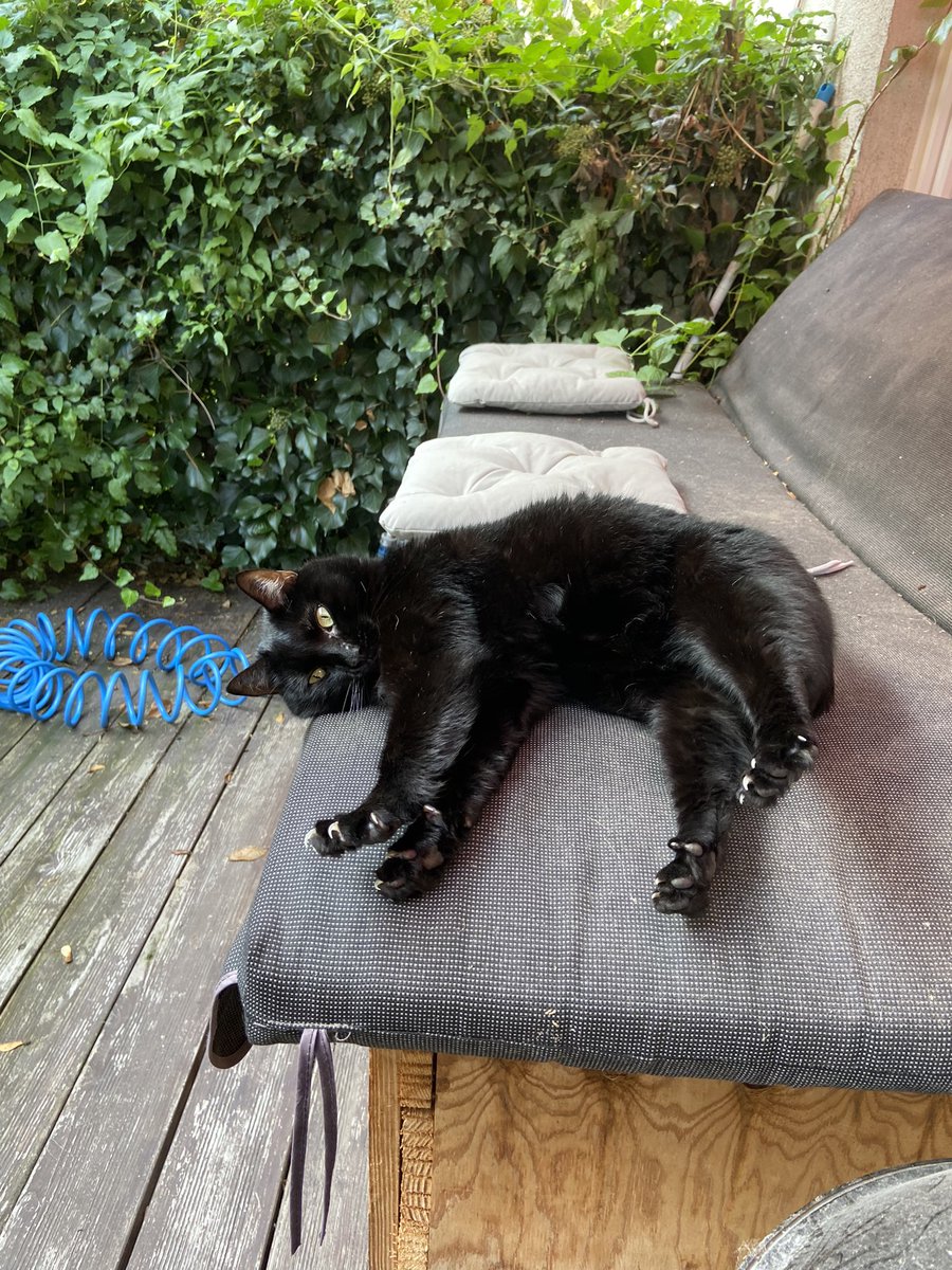 astrosuri's tweet photo. don’t mess with the murder mittens https://t.co/3vWJX6aFez