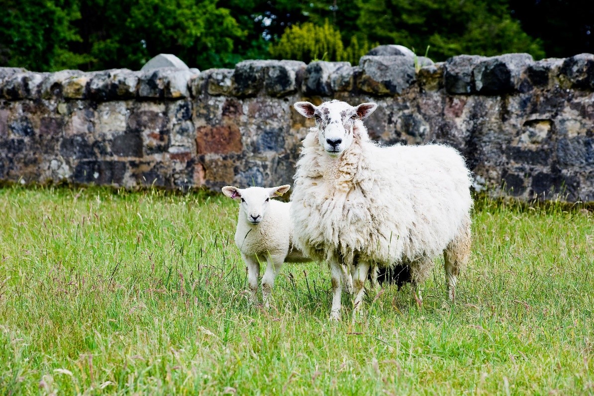 Farmers urged to beware, take action &amp; be vigilant for new strain of Bluetongue virus, <a href="/ruminanthw/">Ruminant Health & Welfare</a>  has facilitated emergency  meetings this week, bringing together over 40 key stakeholders &amp; representatives. 
ruminanthw.org.uk/2023/10/11/far…