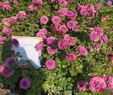 "The rose is the queen of flowers, and its fragrance rules the world." -👀😊