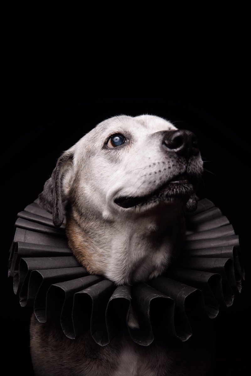 Puptrait's tweet image. Something about senior dogs in ruffs just feels right