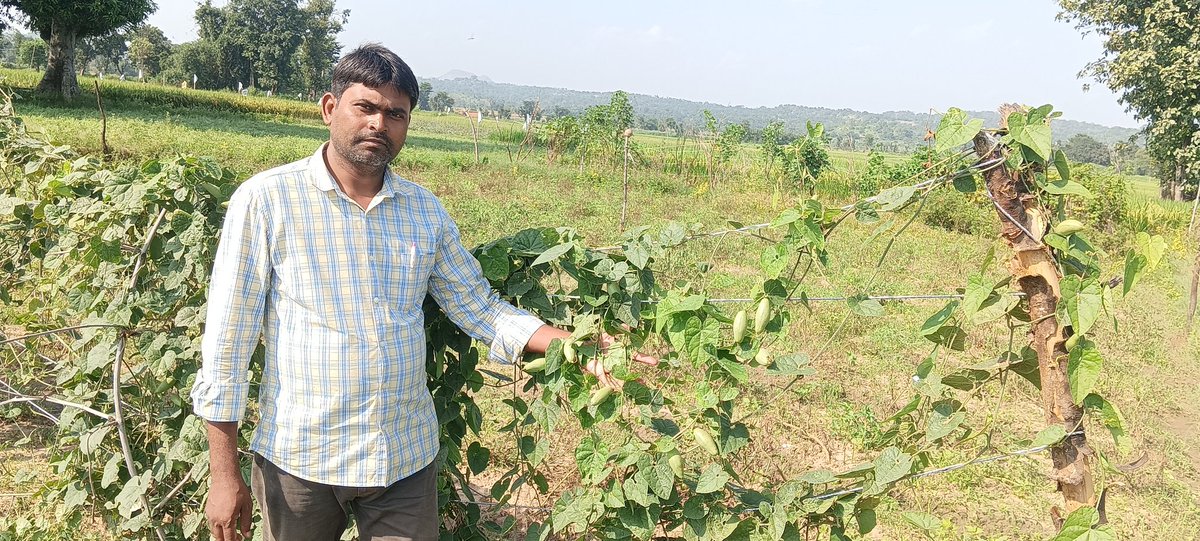 पलामू जिला के पाटन प्रखण्ड के कसवाखाड ग्राम के प्रगतिशील कृषक चंद्रेश्वर महतो के द्वारा प्रयोग के तौर पर परवल की खेती की गयी, पलामू का climate परवल की खेती काफी उपयुक्त है..... 
<a href="/kccjharkhand/">किसान कॉल सेंटर, झारखंड</a>
<a href="/daopalamu/">DAO PALAMU JHARKHAND</a>
<a href="/vlwjharkhand/">झारखण्ड राज्य जनसेवक संघ</a>