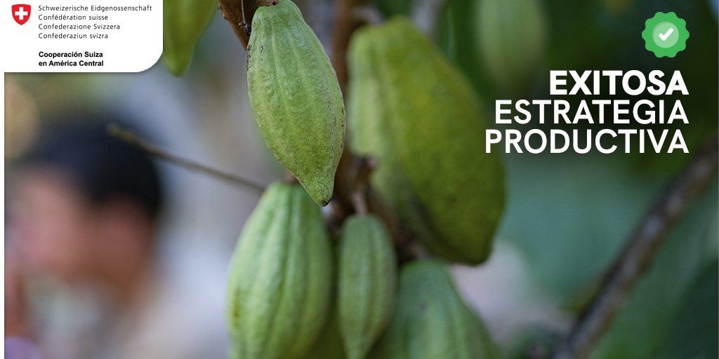 SICACAO1's tweet photo. Descubre cómo con apoyo de @procacao el Caribe Norte de Nicaragua se transformó de territorio poco desarrollado en Edén del Cacao
🌳2,200 mz (1,550 ha) de cacao en sistemas agroforestales
🌿Rehabilitaron 1,500 mz (1,057 ha) de plantaciones híbridas
💡 Promovieron clones de alta c https://t.co/Utel1IN6ZW