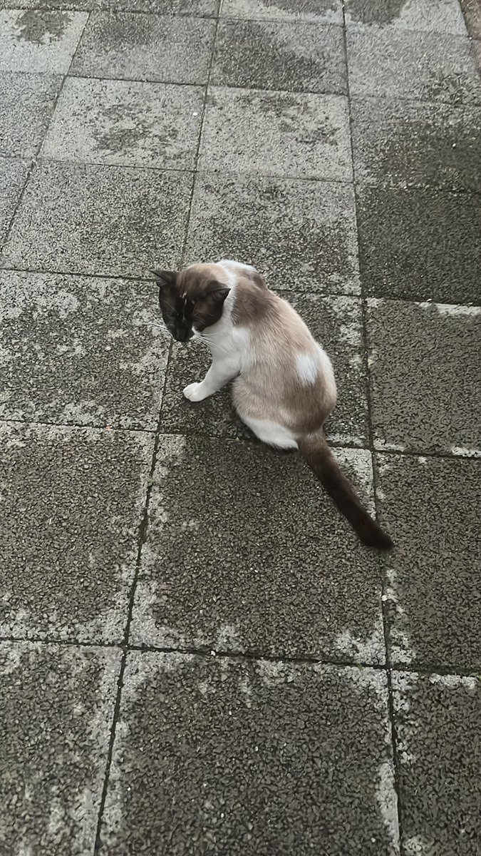 LesathCorp's tweet photo. A ONG Scremin Salerno ataca novamente: esse carinha aparecia de vez em quando no nosso prédio e semana passada envenenaram ele… Felizmente ele sobreviveu depois de 3 dias internado e agora estamos cuidando dele, mas precisamos encontrar um lar definitivo, ajudem com aquele RT 😸 https://t.co/qlQlHQ7XjO