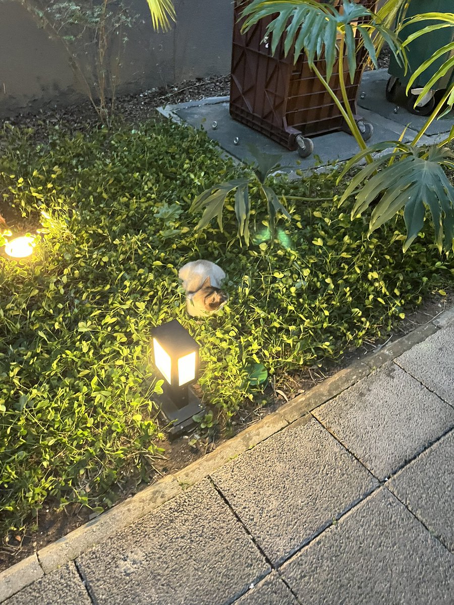 LesathCorp's tweet photo. A ONG Scremin Salerno ataca novamente: esse carinha aparecia de vez em quando no nosso prédio e semana passada envenenaram ele… Felizmente ele sobreviveu depois de 3 dias internado e agora estamos cuidando dele, mas precisamos encontrar um lar definitivo, ajudem com aquele RT 😸 https://t.co/qlQlHQ7XjO
