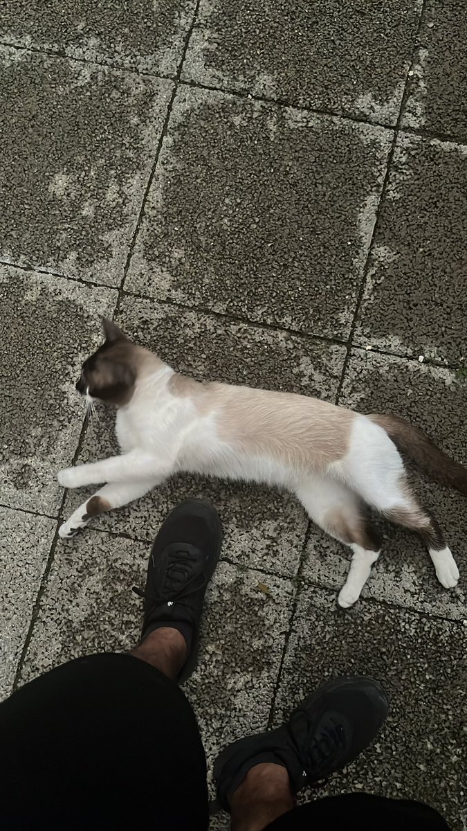 LesathCorp's tweet photo. A ONG Scremin Salerno ataca novamente: esse carinha aparecia de vez em quando no nosso prédio e semana passada envenenaram ele… Felizmente ele sobreviveu depois de 3 dias internado e agora estamos cuidando dele, mas precisamos encontrar um lar definitivo, ajudem com aquele RT 😸 https://t.co/qlQlHQ7XjO