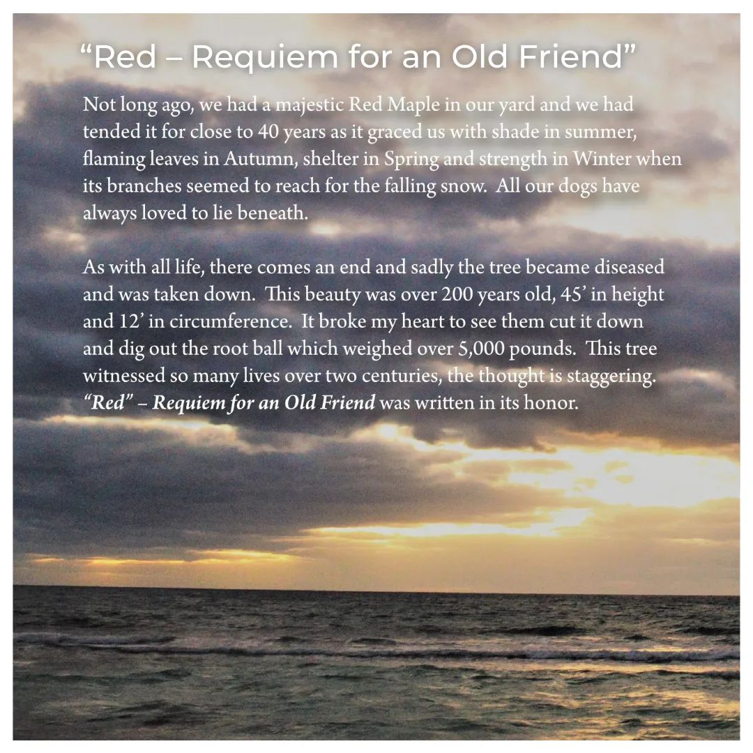 AnnSweeten's tweet photo. Love and resilience intertwine in 'Red - Requiem for an Old Friend,' a song that pays tribute to the majestic #RedMaple and the enduring bonds of #companionship. https://t.co/OqQmBMoBVo

#NewAlbum #AnnSweeten

Photo by Randy Yoder, RBY Photography, Salem, MA. https://t.co/RjOttHhPQZ