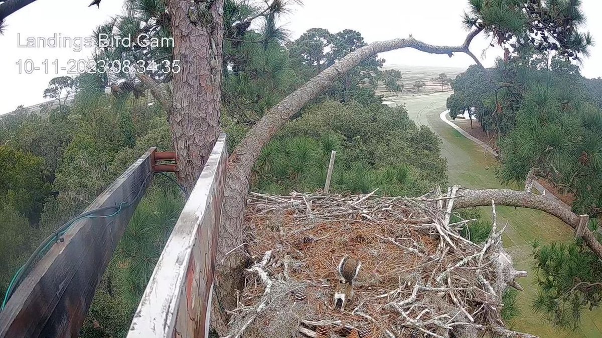 8:34 10/11 A squirrel stops by the nest and poses for the cam.