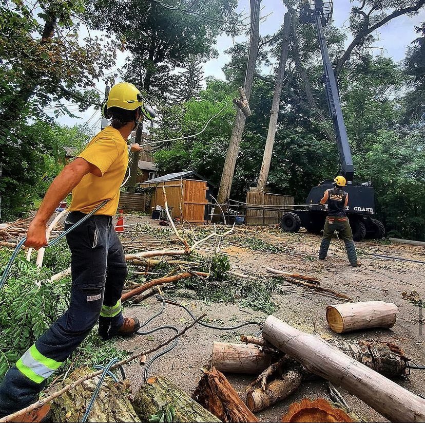 Another great crane removal in the #torontobeaches neighborhood! #heritagetreecare #toronto #torontoarborist #treecare #arborist