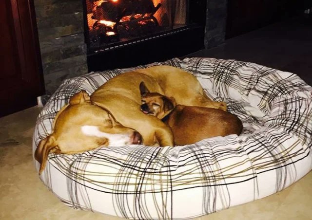 Una familia decidió adoptar a esta linda pitbull, pero cuando abrieron la puerta para que saliera de su jaula, se negó y dejó ver que a su lado habia un chihuahua, y es que cuando ella llegó muy mal al refugio este perrito la acompañó en su recuperación. La familia adoptó a ambos