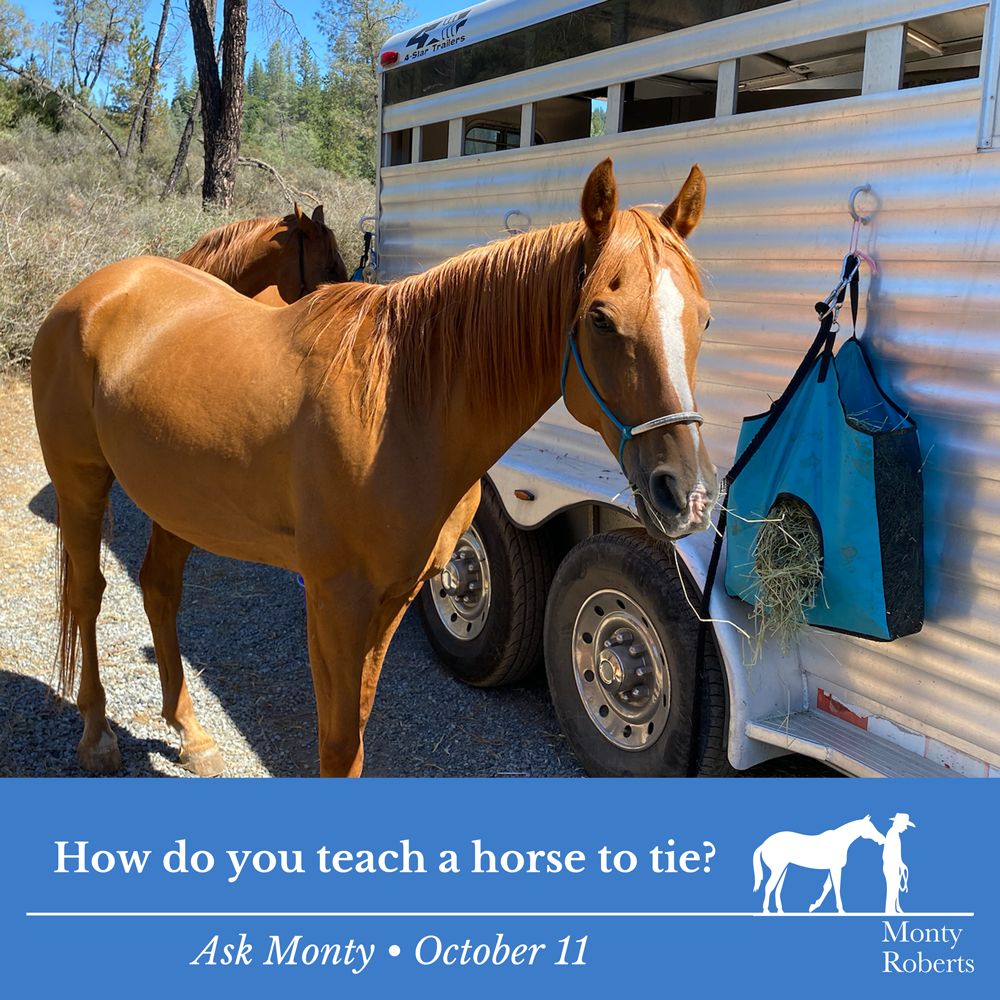 Question: How do you teach a horse to tie? Read Monty's answer in the Ask Monty Q&A: montyrobertsuniversity.com/q_and_a Have your own question for Monty? 👉 Send it to askmonty@montyroberts.com #MontyRoberts #AskMonty #StartingNotBreaking
