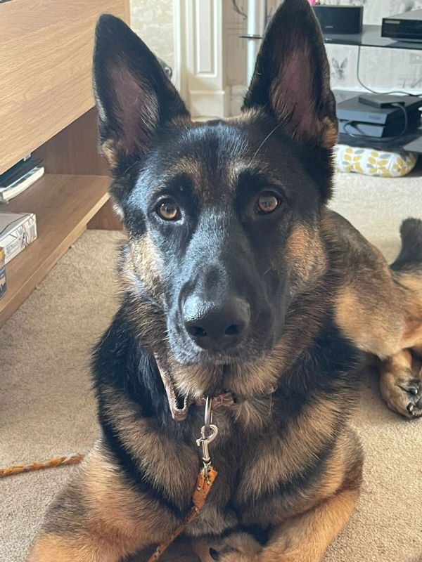 Happy news!! Enzo's owners were going to put him to sleep as they are expecting a baby. Thankfully a small registered charity @gsrescueelite have been able to rescue him #ESSEX 😀😀😀😀😀😀😀😀😀😀😀 They are desperate for donations and foster homes in England and Wales. If