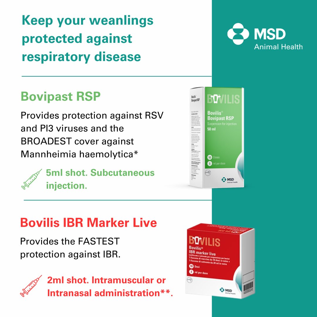 Vaccinating your calves prior to weaning this autumn?🐂💉 Bovipast RSP and Bovilis IBR Marker Live can be administered to calves at the same time at different injection sites. 🗣️Talk to your vet about the flexible range of MSD Animal Health BRD vaccines. #Weaning