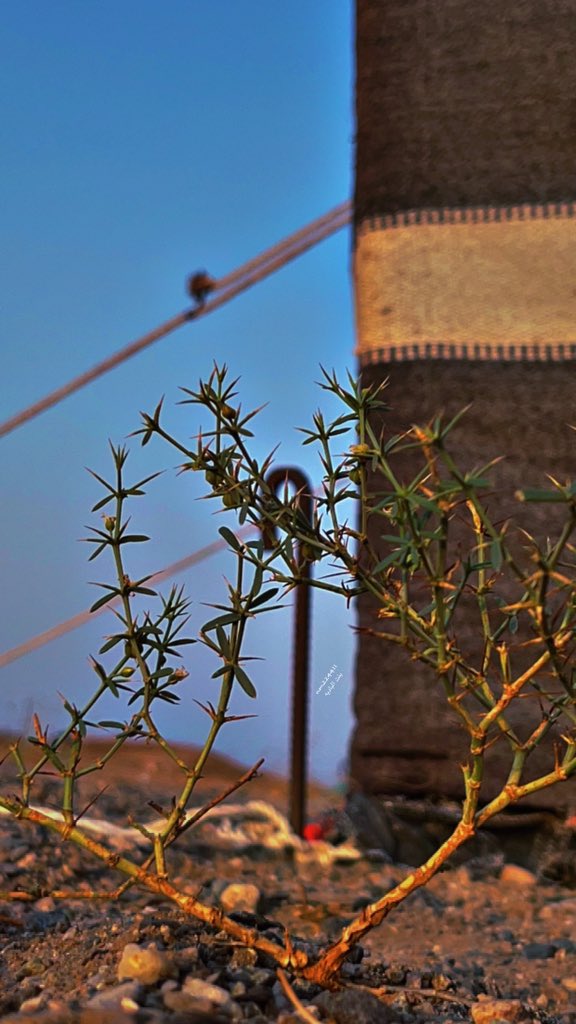 giify_'s tweet image. يجينا من الدنيا ظروفٍ ماهيب شوي
عسى الله يجمّلنا ليا "شانت الدنيا" .
 🍂🐪🐪🐪
#شركة_مورد
@Mawrd9