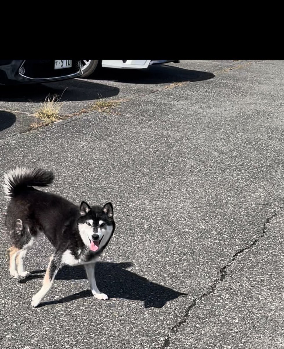 V0410Love's tweet photo. 久々呟く！
群馬県桐生市で黒の柴犬いました
体小さめ　毛並み綺麗　人懐っこい
通報されて警察連れてかれたけど多分おれが言えば大丈夫

群馬の人拡散して下さいな https://t.co/OdsREjjyzs