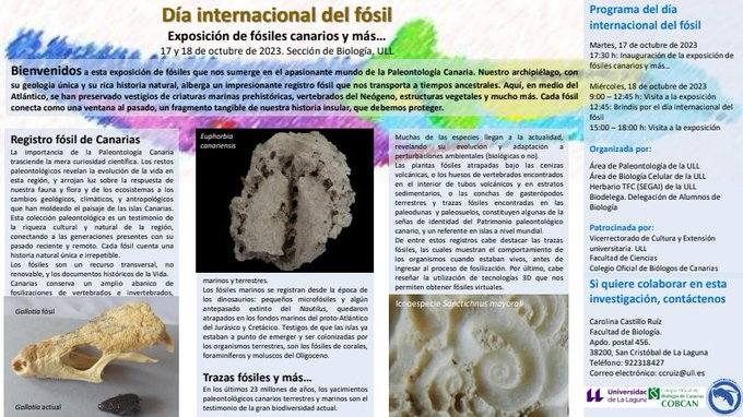 paleoconectate's tweet photo. Desde el Área de Paleontología celebramos el Día Internacional del Fósil el 16 de octubre con una pequeña exposición de fósiles de Canarias y otros lugares. No os lo perdáis. https://t.co/uxrtsHqFCg