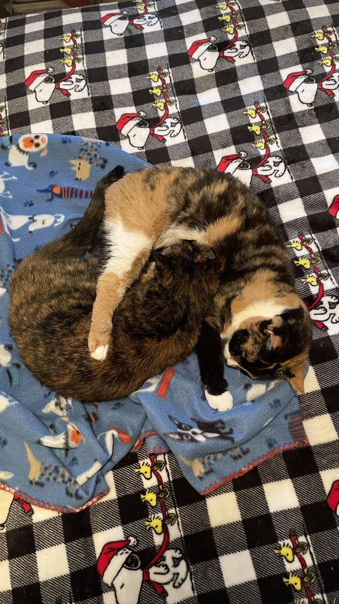 Android2An's tweet image. 🤔🤔🤔🤔 #dogeat #SmallBusinessMonth #dogs  
Original: Lynne34391350