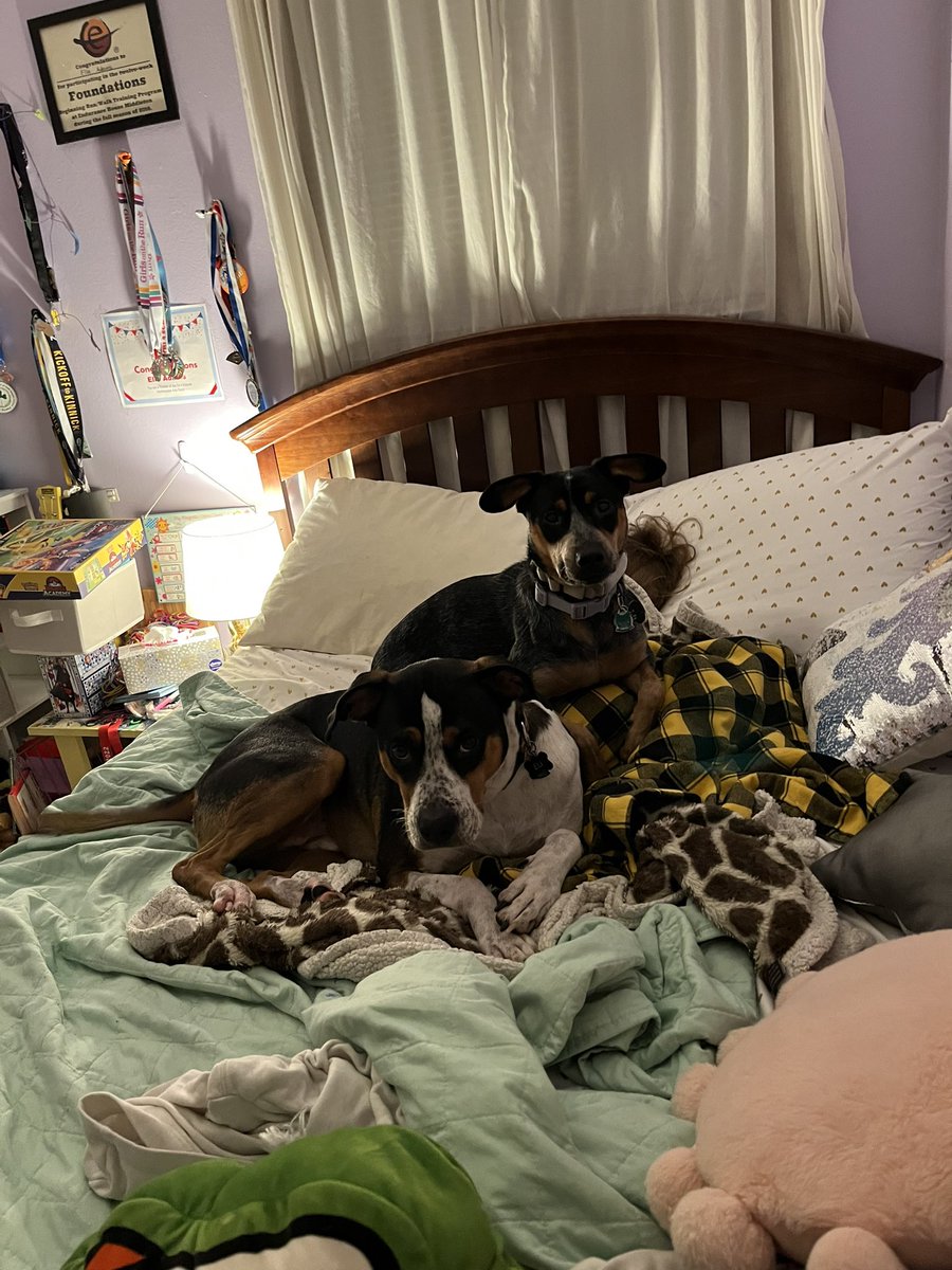 LMKAdams's tweet image. Our dogs being very helpful during morning wake ups…