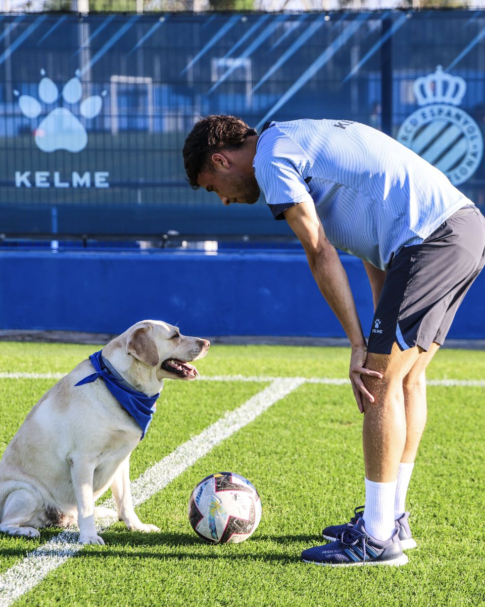 RCDEspanyol's tweet image. 🤝 A l'#EspanyolValladolid, els nostres jugadors sortiran al camp acompanyats de 11 gossets i gossetes que busquen una llar

🏡 Entre tots els aconseguirem trobar casa!

🐶 𝗨𝗡 𝗣𝗘𝗥𝗜𝗖𝗢 𝗡𝗢 𝗔𝗕𝗔𝗡𝗗𝗢𝗡𝗔 #SuperLligaSolidaria