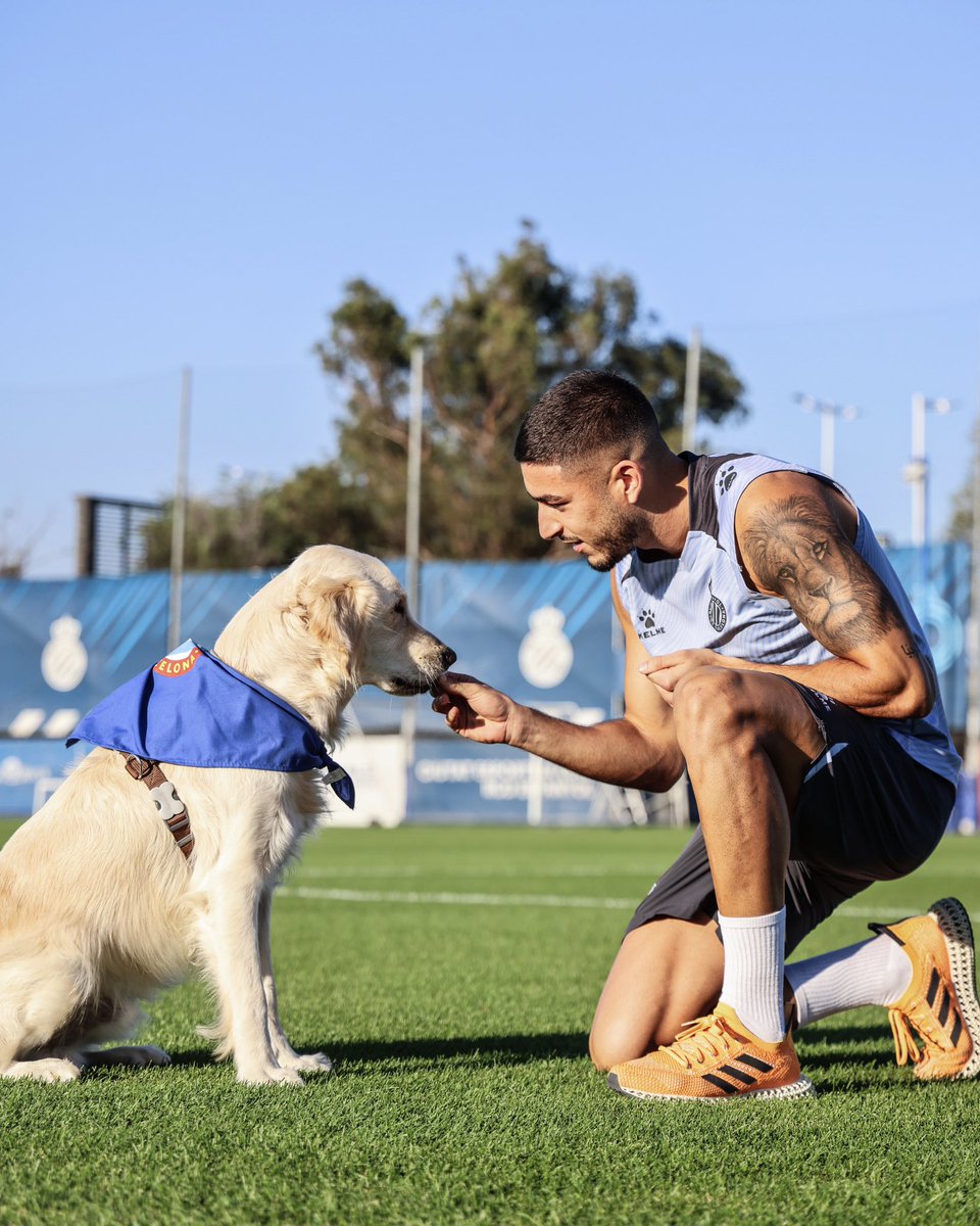 RCDEspanyol's tweet image. 🤝 A l'#EspanyolValladolid, els nostres jugadors sortiran al camp acompanyats de 11 gossets i gossetes que busquen una llar

🏡 Entre tots els aconseguirem trobar casa!

🐶 𝗨𝗡 𝗣𝗘𝗥𝗜𝗖𝗢 𝗡𝗢 𝗔𝗕𝗔𝗡𝗗𝗢𝗡𝗔 #SuperLligaSolidaria