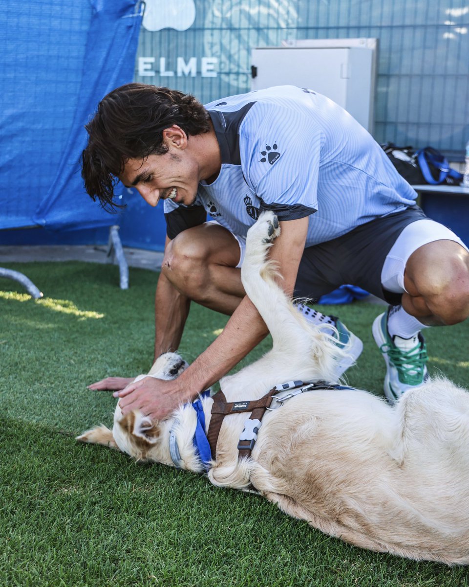 RCDEspanyol's tweet image. 🤝 A l'#EspanyolValladolid, els nostres jugadors sortiran al camp acompanyats de 11 gossets i gossetes que busquen una llar

🏡 Entre tots els aconseguirem trobar casa!

🐶 𝗨𝗡 𝗣𝗘𝗥𝗜𝗖𝗢 𝗡𝗢 𝗔𝗕𝗔𝗡𝗗𝗢𝗡𝗔 #SuperLligaSolidaria